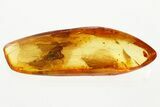 Detailed Fossil Caddisfly (Trichoptera) In Baltic Amber - Green Eyes! #367305-1